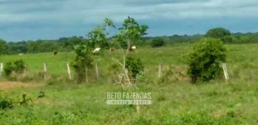 Fazenda 83.400 hectares Pecuária No Coração do Brasil | São Félix do Araguaia/MT