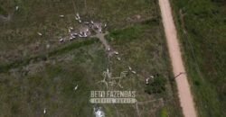 Fazenda com Potencial 300 hectares Ideal para pecuária | Silva Jardim/ RJ