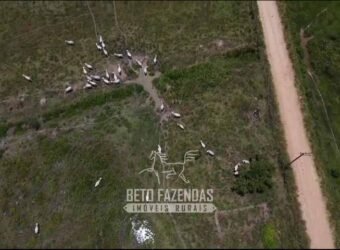 Fazenda com Potencial 300 hectares Ideal para pecuária | Silva Jardim/ RJ