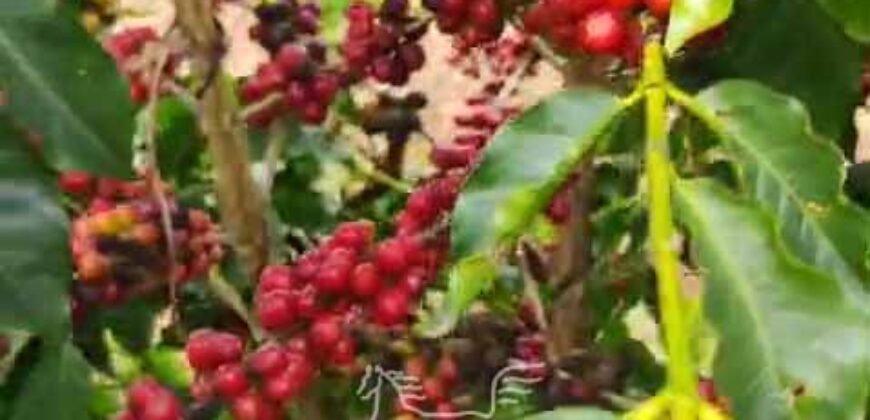 Fazenda de Café 41 hectares Alta Produtividade à Venda | Três Pontas/ MG