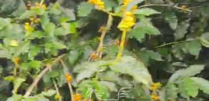 Fazenda de Café 48 hectares Alta Produtividade à Venda | Três Pontas/ MG Fazenda de Café 48 hectares Alta Produtividade à Venda | Três Pontas/ MG