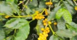 Fazenda de Café 48 hectares Alta Produtividade à Venda | Três Pontas/ MG Fazenda de Café 48 hectares Alta Produtividade à Venda | Três Pontas/ MG