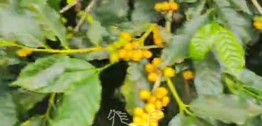 Fazenda de Café 48 hectares Alta Produtividade à Venda | Três Pontas/ MG Fazenda de Café 48 hectares Alta Produtividade à Venda | Três Pontas/ MG