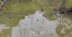 Fazenda de Café 41 hectares Alta Produtividade à Venda | Três Pontas/ MG