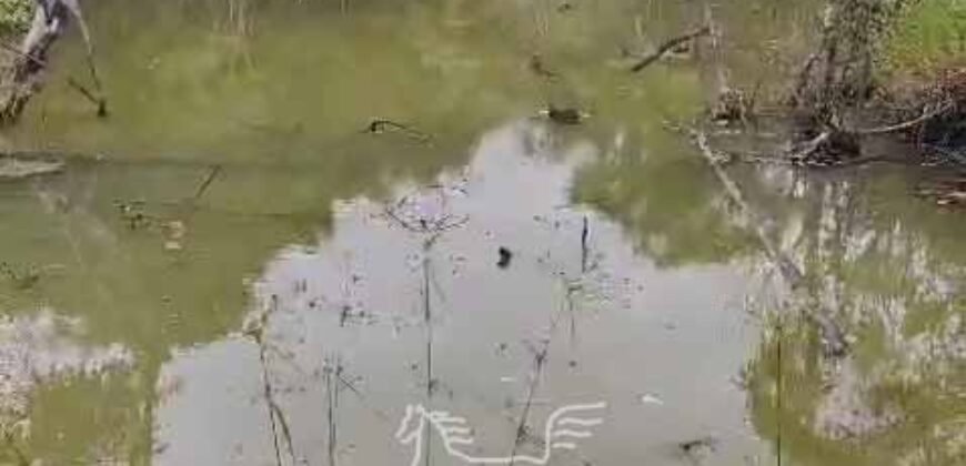 Fazenda de Café 48 hectares Alta Produtividade à Venda | Três Pontas/ MG Fazenda de Café 48 hectares Alta Produtividade à Venda | Três Pontas/ MG