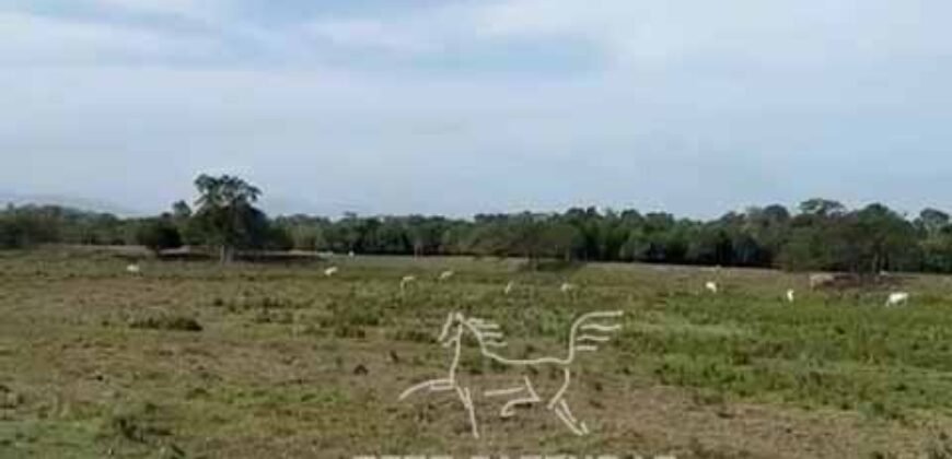 Fazenda 469 Has Ótimo Investimento na Pecuária e Turismo | Saquarema/ RJ