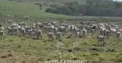 Fazenda 469 Has Ótimo Investimento na Pecuária e Turismo | Saquarema/ RJ