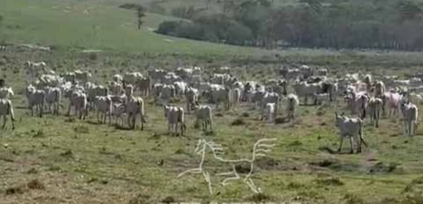 Fazenda 469 Has Ótimo Investimento na Pecuária e Turismo | Saquarema/ RJ