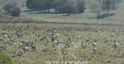 Fazenda 469 Has Ótimo Investimento na Pecuária e Turismo | Saquarema/ RJ