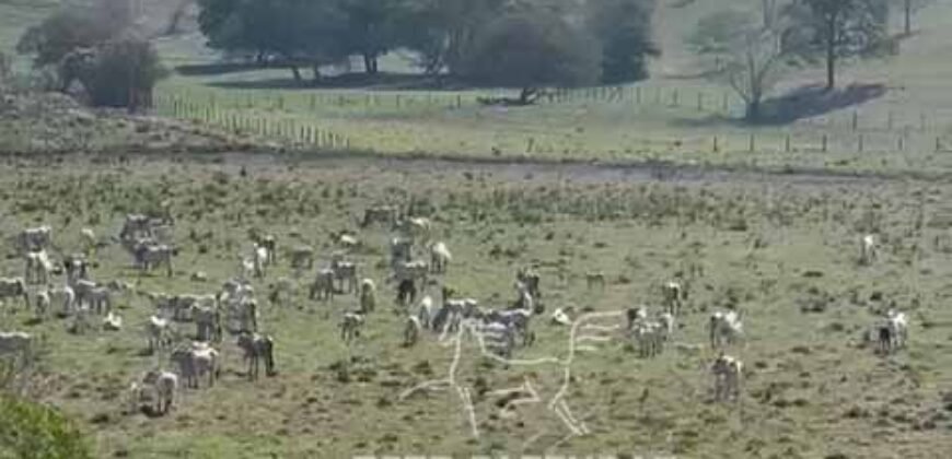 Fazenda 469 Has Ótimo Investimento na Pecuária e Turismo | Saquarema/ RJ