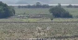 Fazenda 469 Has Ótimo Investimento na Pecuária e Turismo | Saquarema/ RJ