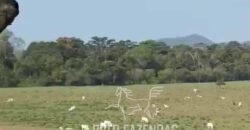 Fazenda 469 Has Ótimo Investimento na Pecuária e Turismo | Saquarema/ RJ