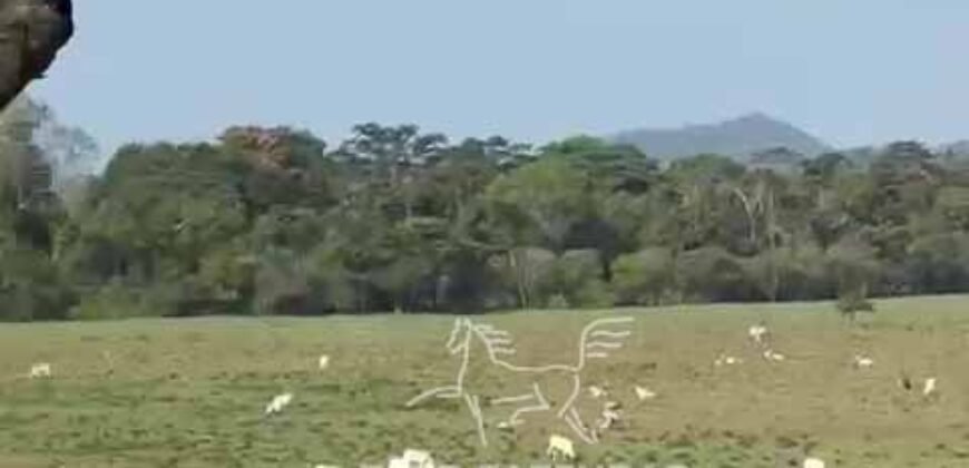 Fazenda 469 Has Ótimo Investimento na Pecuária e Turismo | Saquarema/ RJ