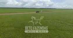 Fazenda à Venda 40.600 hectares Dupla Aptidão e Pista de Pouso | Vale do Araguaia/ TO