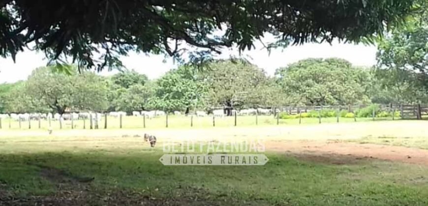 Fazenda à Venda 40.600 hectares Dupla Aptidão e Pista de Pouso | Vale do Araguaia/ TO
