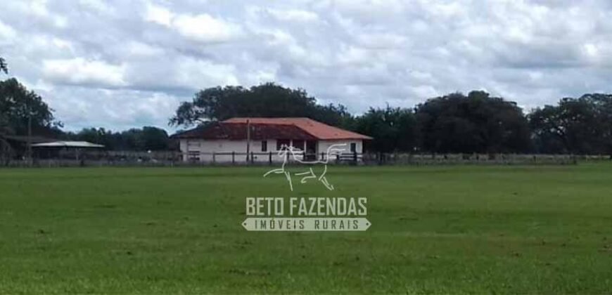 Fazenda à Venda 40.600 hectares Dupla Aptidão e Pista de Pouso | Vale do Araguaia/ TO