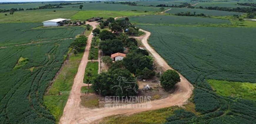 Fazenda à Venda 5.300 hectares Dupla Aptidão Grãos e Pecuária | Araguaína/ TO