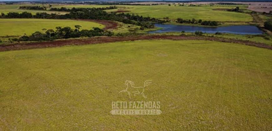 Fazenda à Venda 5.300 hectares Dupla Aptidão Grãos e Pecuária | Araguaína/ TO