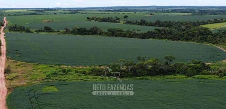 Fazenda à Venda 5.300 hectares Dupla Aptidão Grãos e Pecuária | Araguaína/ TO