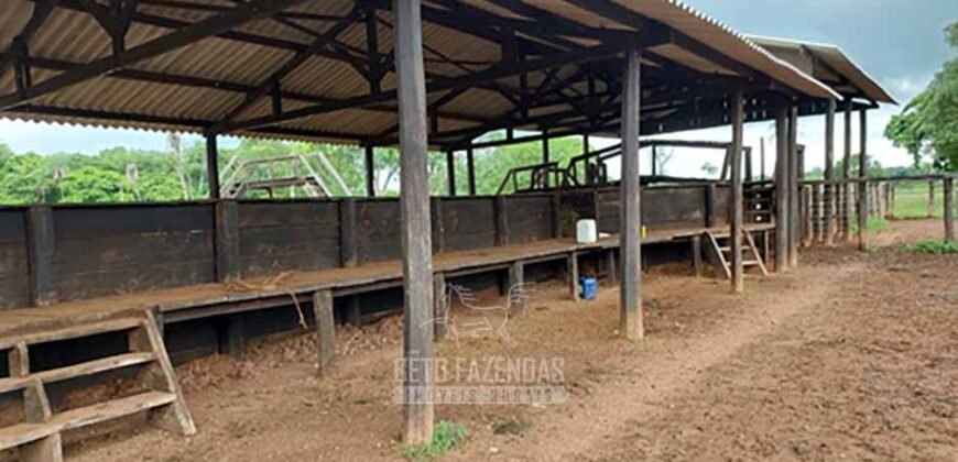 Fazenda à Venda 5.300 hectares Dupla Aptidão Grãos e Pecuária | Araguaína/ TO