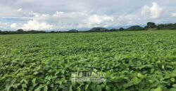 Fazenda Excepcional à Venda 39.000 Hectares Dupla Aptidão | Próximo a Confresa/ MT