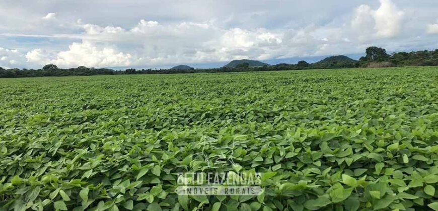 Fazenda Excepcional à Venda 39.000 Hectares Dupla Aptidão | Próximo a Confresa/ MT