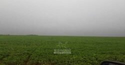 Fazenda Excepcional à Venda 39.000 Hectares Dupla Aptidão | Próximo a Confresa/ MT