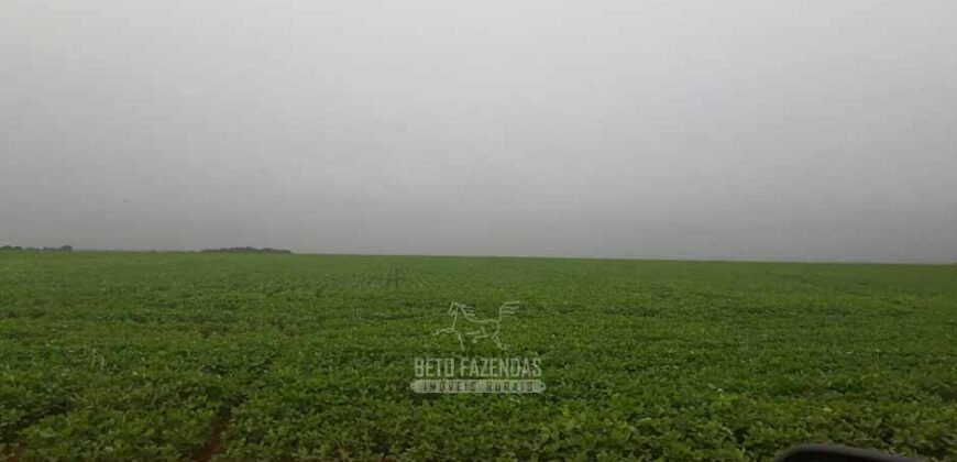 Fazenda Excepcional à Venda 39.000 Hectares Dupla Aptidão | Próximo a Confresa/ MT