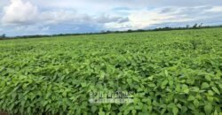 Fazenda Excepcional à Venda 39.000 Hectares Dupla Aptidão | Próximo a Confresa/ MT