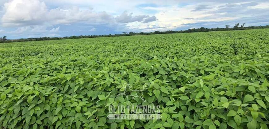 Fazenda Excepcional à Venda 39.000 Hectares Dupla Aptidão | Próximo a Confresa/ MT