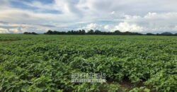 Fazenda Excepcional à Venda 39.000 Hectares Dupla Aptidão | Próximo a Confresa/ MT