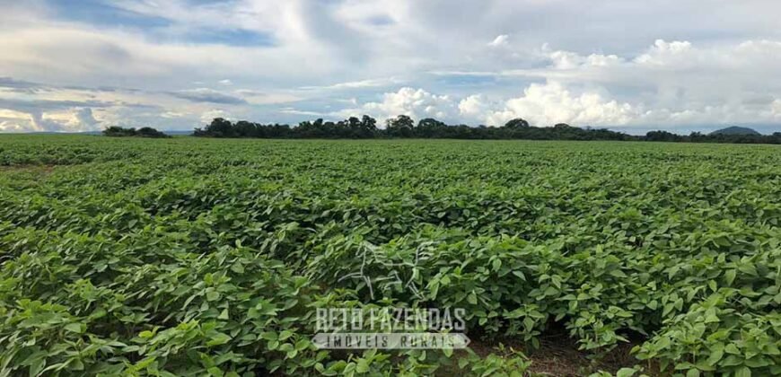 Fazenda Excepcional à Venda 39.000 Hectares Dupla Aptidão | Próximo a Confresa/ MT