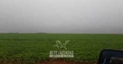 Fazenda Excepcional à Venda 39.000 Hectares Dupla Aptidão | Próximo a Confresa/ MT