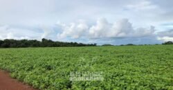 Fazenda Excepcional à Venda 39.000 Hectares Dupla Aptidão | Próximo a Confresa/ MT