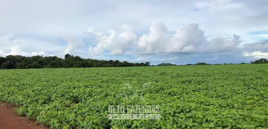 Fazenda Excepcional à Venda 39.000 Hectares Dupla Aptidão | Próximo a Confresa/ MT