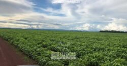 Fazenda Excepcional à Venda 39.000 Hectares Dupla Aptidão | Próximo a Confresa/ MT