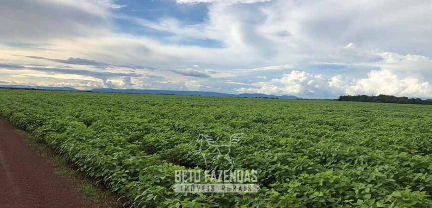 Fazenda Excepcional à Venda 39.000 Hectares Dupla Aptidão | Próximo a Confresa/ MT