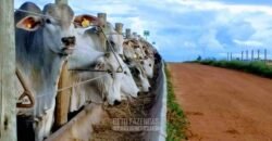 Fazenda Agropecuária à Venda 29.200 hectares Pista de Pouso | Aruanã/ Goiás