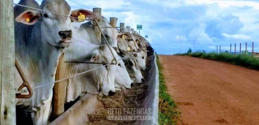 Fazenda Agropecuária à Venda 29.200 hectares Pista de Pouso | Aruanã/ Goiás