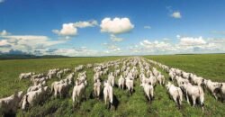 Fazenda Agropecuária à Venda 29.200 hectares Pista de Pouso | Aruanã/ Goiás