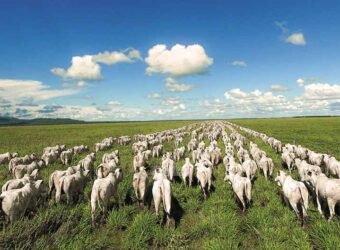 Fazenda Agropecuária à Venda 29.200 hectares Pista de Pouso | Aruanã/ Goiás Fazenda Agropecuária à Venda 29.200 hectares Pista de Pouso | Aruanã/ Goiás