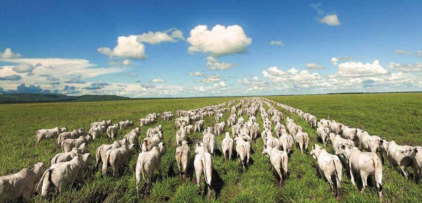 Fazenda Agropecuária à Venda 29.200 hectares Pista de Pouso | Aruanã/ Goiás