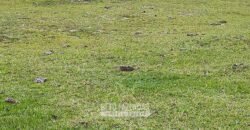 Fazenda à Venda 358 hectares Pecuária em Dores de Macabu | Campos dos Goytacazes/ RJ Fazenda à Venda 358 hectares Pecuária em Dores de Macabu | Campos dos Goytacazes/ RJ