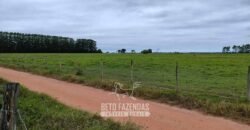 Fazenda à Venda 358 hectares Pecuária em Dores de Macabu | Campos dos Goytacazes/ RJ Fazenda à Venda 358 hectares Pecuária em Dores de Macabu | Campos dos Goytacazes/ RJ
