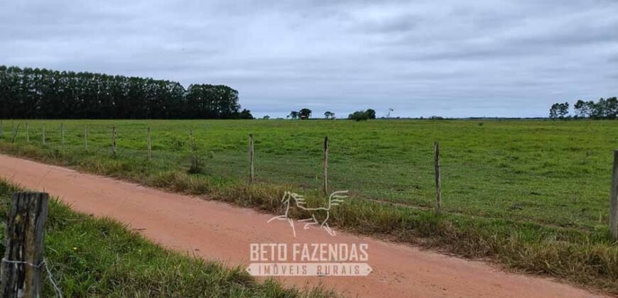 Fazenda à Venda 358 hectares Pecuária em Dores de Macabu | Campos dos Goytacazes/ RJ Fazenda à Venda 358 hectares Pecuária em Dores de Macabu | Campos dos Goytacazes/ RJ