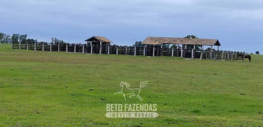 Fazenda à Venda 358 hectares Pecuária em Dores de Macabu | Campos dos Goytacazes/ RJ Fazenda à Venda 358 hectares Pecuária em Dores de Macabu | Campos dos Goytacazes/ RJ