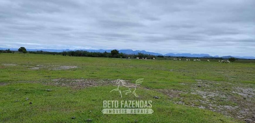 Fazenda à Venda 358 hectares Pecuária em Dores de Macabu | Campos dos Goytacazes/ RJ Fazenda à Venda 358 hectares Pecuária em Dores de Macabu | Campos dos Goytacazes/ RJ