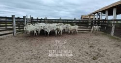 Fazenda à Venda 358 hectares Pecuária em Dores de Macabu | Campos dos Goytacazes/ RJ Fazenda à Venda 358 hectares Pecuária em Dores de Macabu | Campos dos Goytacazes/ RJ