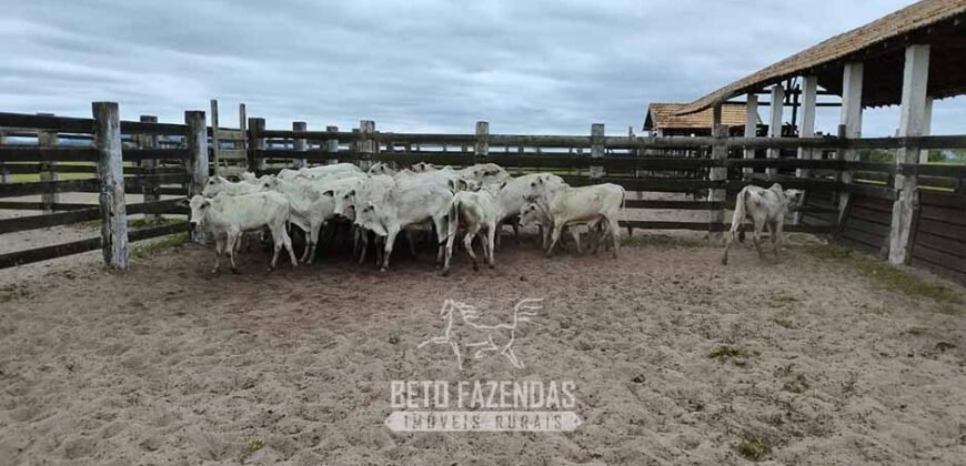 Fazenda à Venda 358 hectares Pecuária em Dores de Macabu | Campos dos Goytacazes/ RJ Fazenda à Venda 358 hectares Pecuária em Dores de Macabu | Campos dos Goytacazes/ RJ