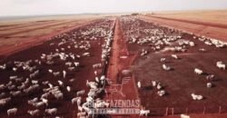 Fazenda à Venda 103.000 hectares Dupla Aptidão Pista de Pouso Região Sudeste do Estado | MT Fazenda à Venda 103.000 hectares Dupla Aptidão Pista de Pouso Região Sudeste do Estado | MT